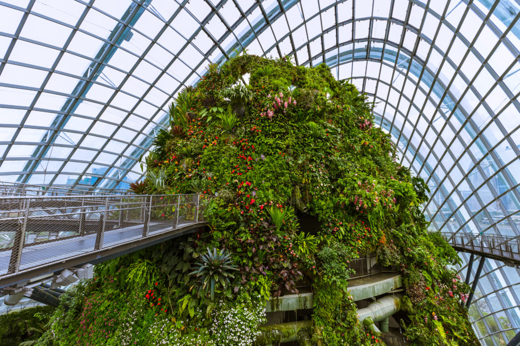 A highlight of human engineering: the summit in the greenhouse Cloud Forest.