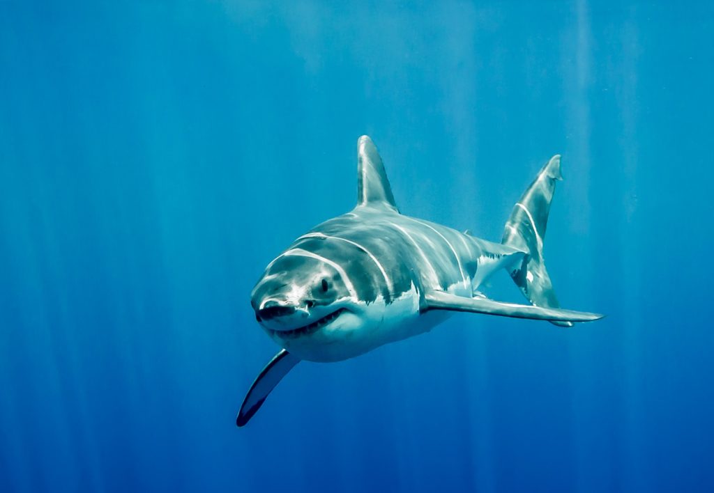 Great white shark swimming in the blue Pacific Ocean  at Guadalupe Island in Mexico under sun rays