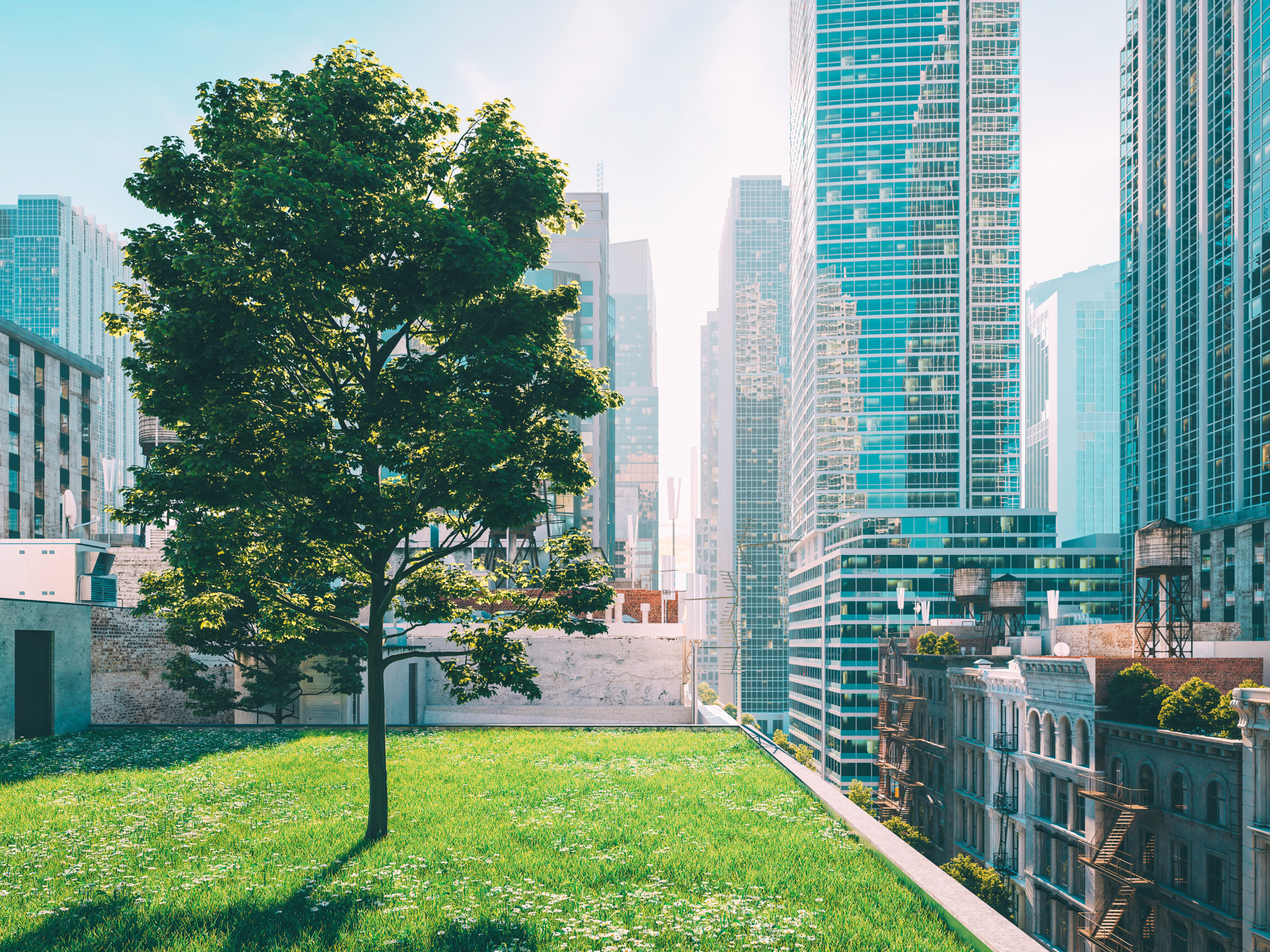 Green roofs